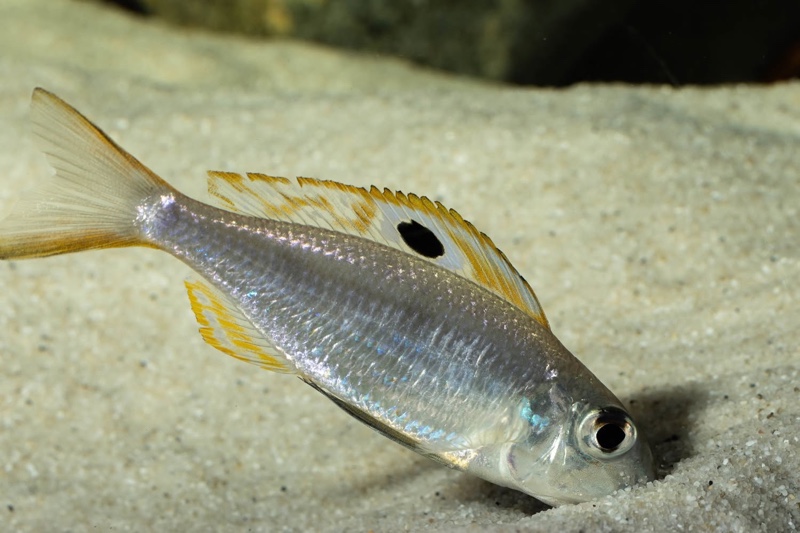 Ectodus descampsii 'Mvuna Island'